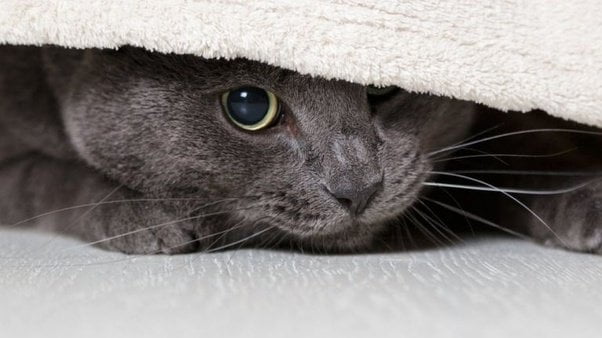 Stress bij katten