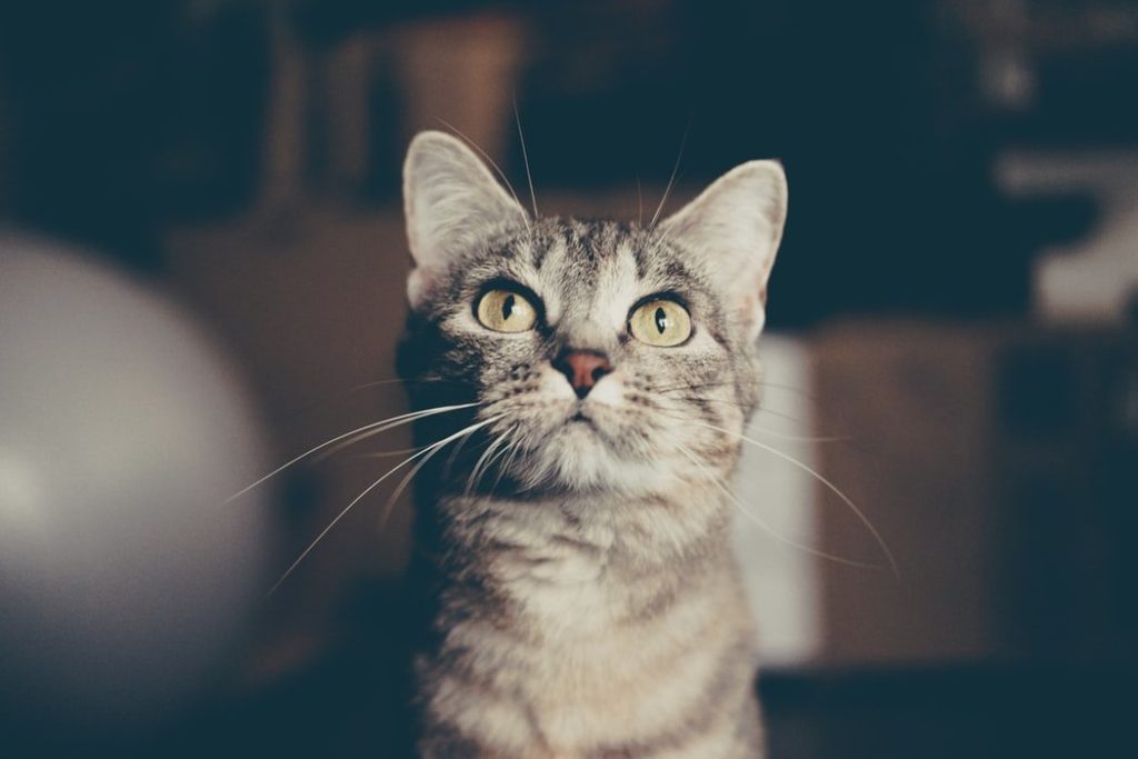 Vlooien bij katten