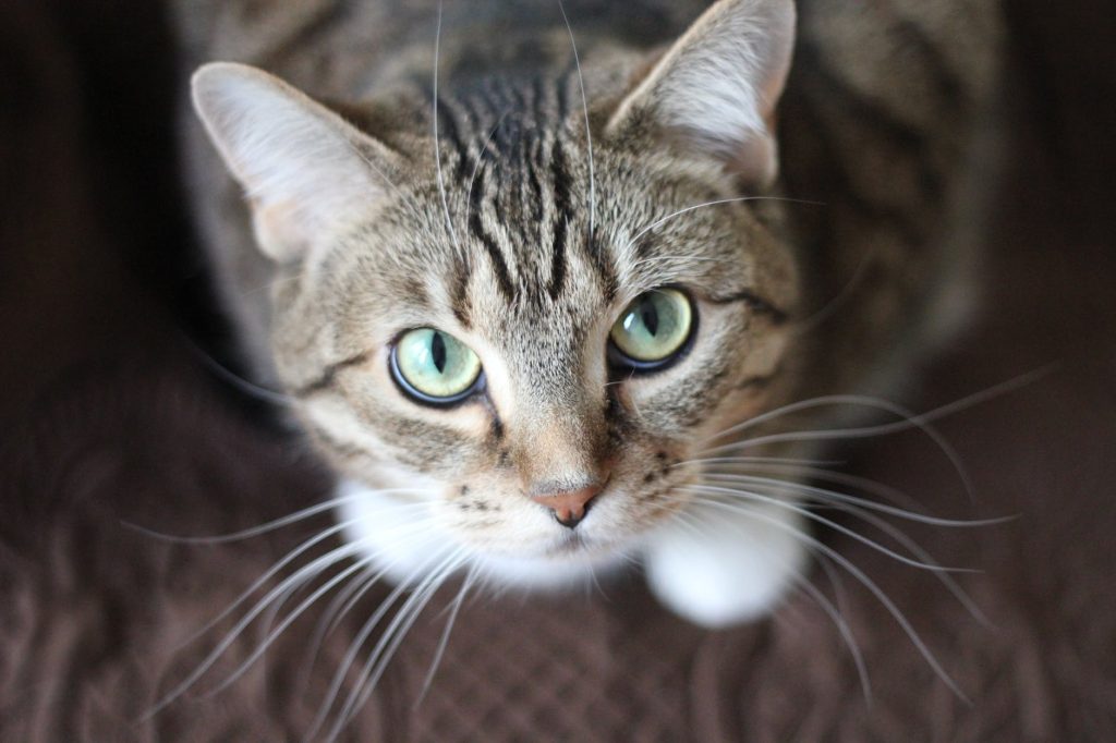 Wormen bij katten