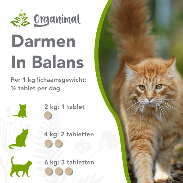 Darmen In Balans - Katten - Afbeelding 2