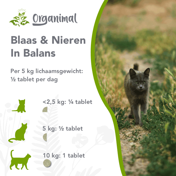 Blaas & Nieren in Balans - Katten - Afbeelding 2