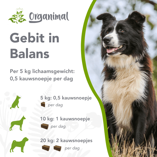 Gebit in Balans - Honden - Afbeelding 2