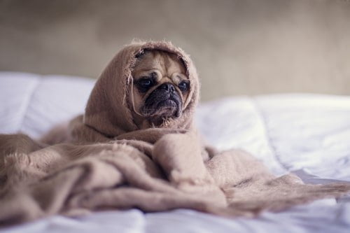Antibiotica voor honden