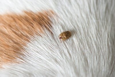 Teken bij honden