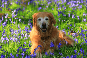 Allergie honden (Atopie)