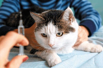 Antibiotica voor katten