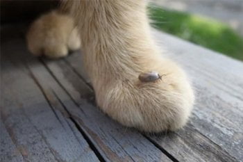 Teken bij katten