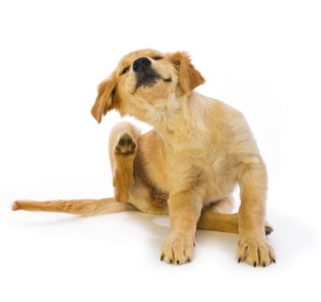 Jeuk bij honden