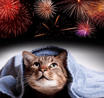 Vuurwerkangst katten