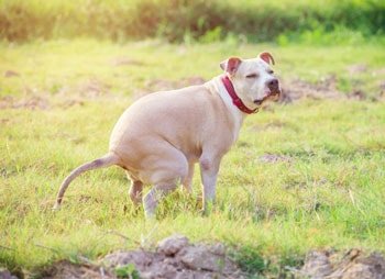Bloed bij ontlasting hond
