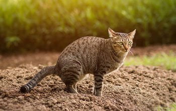 Bloed bij ontlasting kat