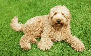 Hypoallergene hond