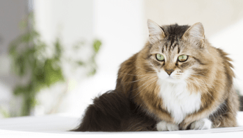 Hypoallergene kat