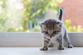 Kitten ontwormen