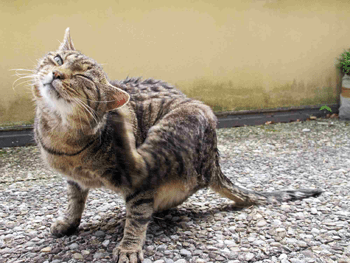 Oorontsteking kat