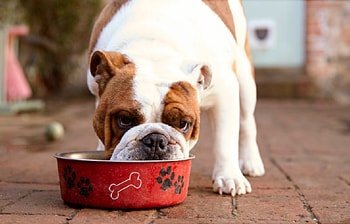 Voedselallergie hond