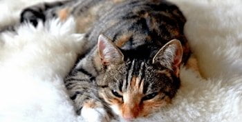 Pijnstillers katten