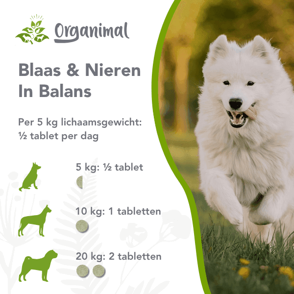 Blaas & Nieren In Balans - Honden - Afbeelding 2