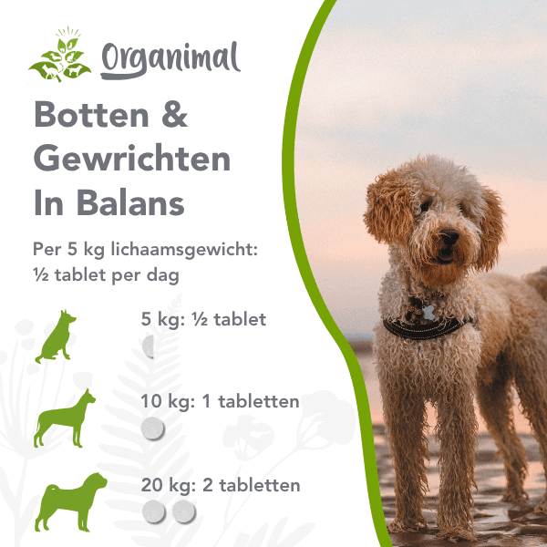 Botten & Gewrichten in Balans - Honden - Afbeelding 2