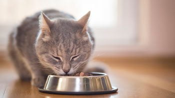 Biologisch kattenvoer