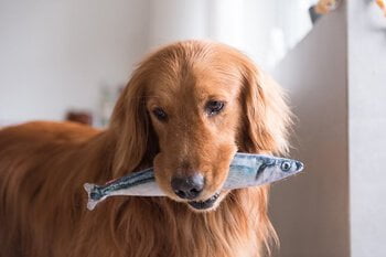 Zalmolie hond