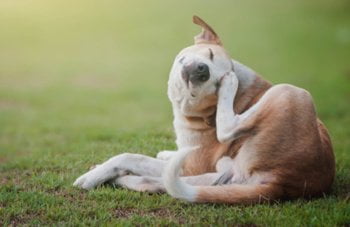 Anti vlooien hond