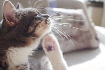 Anti vlooien kat