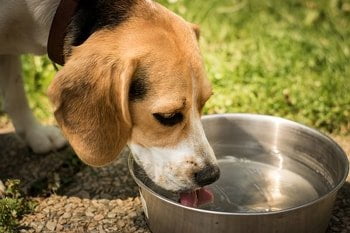 Colloidaal zilver hond