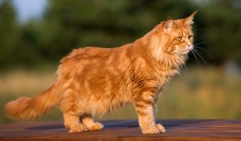 Zalmolie kat