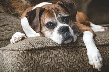 Spondylose hond