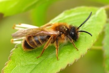 Propolis Kat