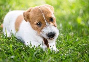Kauwbotten puppy