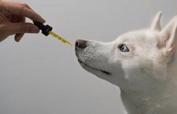 Omega 3 hond