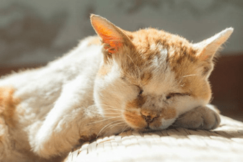 Ontwormen katten 
