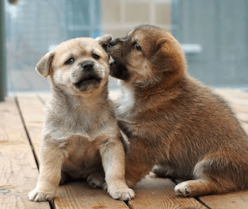Puppy opvoeden