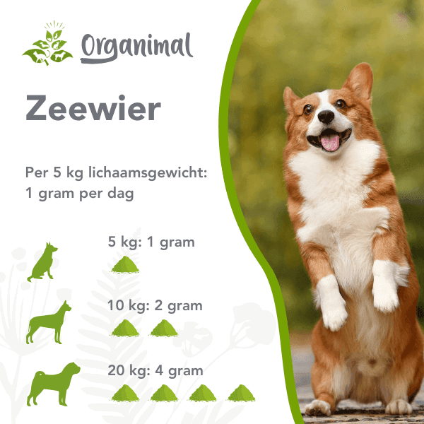 Organimal Zeewier - Honden - Afbeelding 2