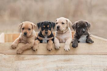 Puppy voer