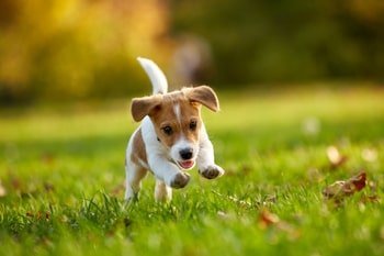 Puppypakket
