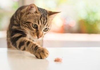 Vers vlees kat