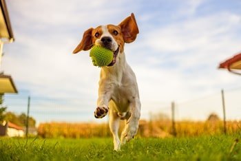 Grasaar Hond Neus