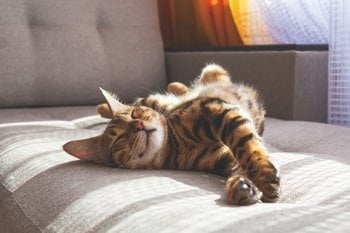 Natvoer en droogvoer combineren kat