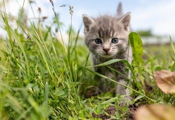 Voedingsschema kittens