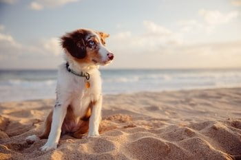 Huidproblemen hond