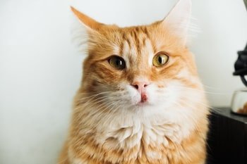 Kat huidproblemen korstjes