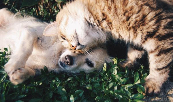 Alles wat je moet weten over het ontwormen van je hond of kat