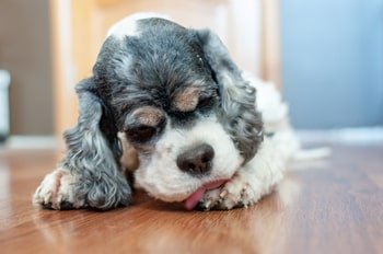 Hond likt aan poot