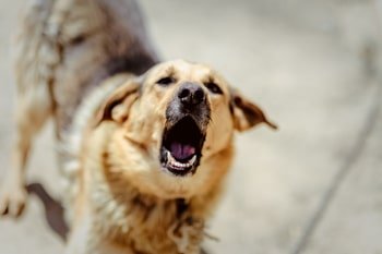 Agressie hond