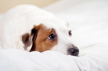 Voorhuidontsteking hond 