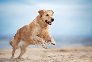 glucosamine-hond