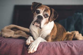 Oude hond